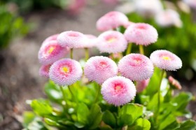 Százszorszép - Bellis perennis, Bellis perennis, ehető virág